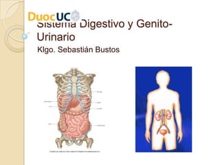 Sistema Digestivo y Genito-
Urinario
Klgo. Sebastián Bustos
 