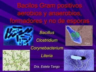 Bacilos Gram positivos
   aerobios y anaerobios,
formadores y no de esporas
          Bacillus
        Clostridium
      Corynebacterium
           Literia

       Dra. Estela Tango
 