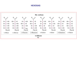 HEXOSAS 