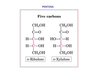 PENTOSA 