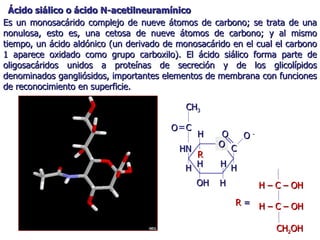 Es un monosacárido complejo de nueve átomos de carbono; se trata de una nonulosa, esto es, una cetosa de nueve átomos de carbono; y al mismo tiempo, un ácido aldónico (un derivado de monosacárido en el cual el carbono 1 aparece oxidado como grupo carboxilo). El ácido siálico forma parte de oligosacáridos unidos a proteínas de secreción y de los glicolípidos denominados gangliósidos, importantes elementos de membrana con funciones de reconocimiento en superficie. Ácido siálico o ácido N-acetilneuramínico  R  = H H H CH 3 H R O HN OH H H C O C O  - O H – C – OH  H – C – OH  CH 2 OH 