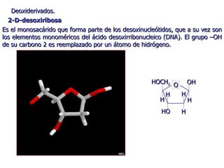 Deoxiderivados.  Es el monosacárido que forma parte de los desoxinucleótidos, que a su vez son los elementos monoméricos del ácido desoxirribonucleico (DNA). El grupo –OH de su carbono 2 es reemplazado por un átomo de hidrógeno. 2-D-desoxiribosa O HOCH 2 H OH HO H H H H 