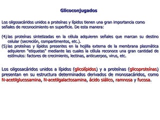 Los oligosacáridos unidos a proteínas y lípidos tienen una gran importancia como señales de reconocimiento en superficie. De esta manera: las proteínas sintetizadas en la célula adquieren señales que marcan su destino celular (secreción, compartimentos, etc.). las proteínas y lípidos presentes en la hojilla externa de la membrana plasmática adquieren "etiquetas" mediante las cuales la célula reconoce una gran cantidad de estímulos: factores de crecimiento, lectinas, anticuerpos, virus, etc. Glicoconjugados Los oligosacáridos unidos a lípidos ( glicolípidos ) y a proteínas ( glicoproteínas ) presentan en su estructura determinados derivados de monosacáridos, como  N-acetilglucosamina ,  N-acetilgalactosamina ,  ácido siálico ,  ramnosa  y  fucosa . 