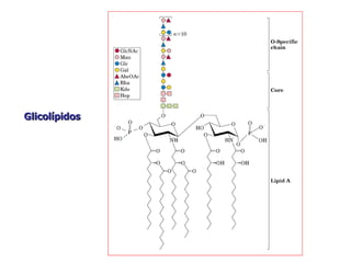 Glicolípidos 