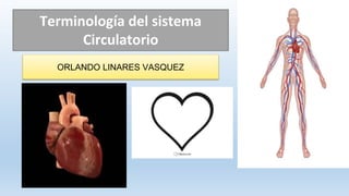 Terminología del sistema
Circulatorio
ORLANDO LINARES VASQUEZ
 