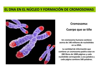 EL DNA EN EL NÚCLEO Y FORMACIÓN DE CROMOSOMAS 
Cromosoma: 
Cuerpo que se tiñe 
Un cromosoma humano contiene 
acerca de 140...