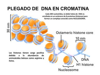 PLEGADO DE DNA EN CROMATINA 
Cada 200 nucleotidos, la doble hebra de DNA es 
enrollada en un octámero de 8 proteínas (hist...