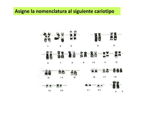 Clase 9 cromosomas_y_cariotipo