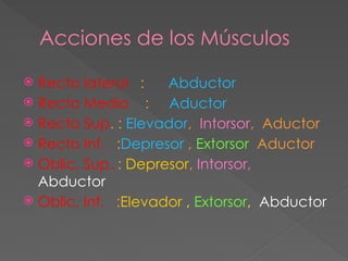 Acciones de los Músculos
 Recto lateral : Abductor
 Recto Medio : Aductor
 Recto Sup. : Elevador, Intorsor, Aductor
 Recto Inf. :Depresor , Extorsor Aductor
 Oblic. Sup. : Depresor, Intorsor,
Abductor
 Oblic. Inf. :Elevador , Extorsor, Abductor
 