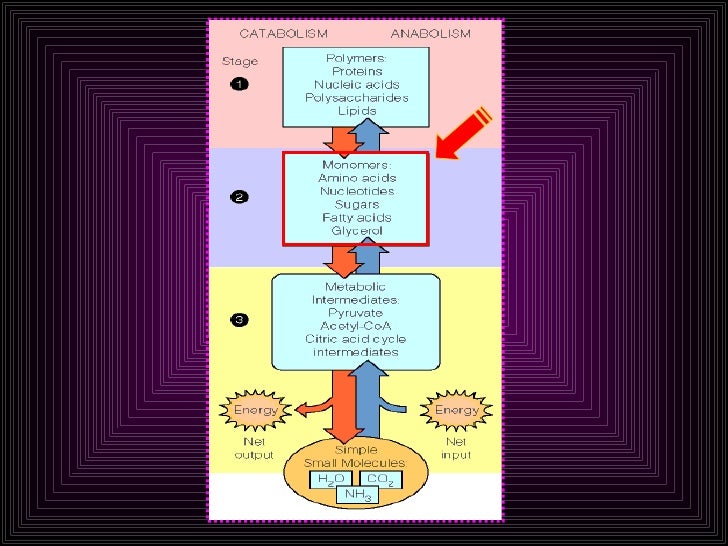Mejor medicina para el poder del metabolismo epub