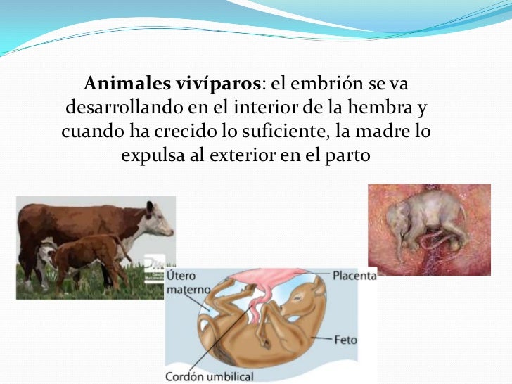 Clase 9 organizacion_y_reproduccion_animal Clase 9 organizacion_y_reproduccion_animal