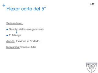 +
Flexor corto del 5°
Se inserta en:
 Gancho del hueso ganchoso
 1° falange
Acción: Flexiona el 5° dedo
Inervación:Nervio cubital
100
 