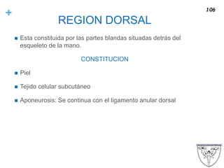 +
REGION DORSAL
 Esta constituida por las partes blandas situadas detrás del
esqueleto de la mano.
CONSTITUCION
 Piel
 Tejido celular subcutáneo
 Aponeurosis: Se continua con el ligamento anular dorsal
106
 