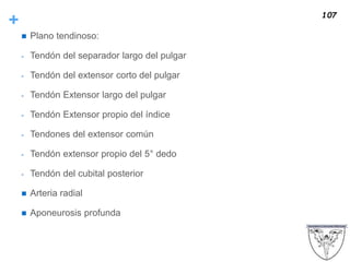 +
 Plano tendinoso:
- Tendón del separador largo del pulgar
- Tendón del extensor corto del pulgar
- Tendón Extensor largo del pulgar
- Tendón Extensor propio del índice
- Tendones del extensor común
- Tendón extensor propio del 5° dedo
- Tendón del cubital posterior
 Arteria radial
 Aponeurosis profunda
107
 