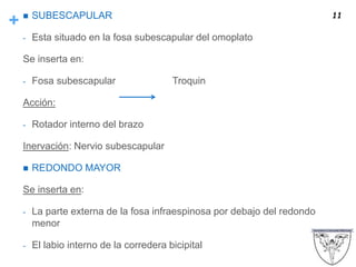 +  SUBESCAPULAR
- Esta situado en la fosa subescapular del omoplato
Se inserta en:
- Fosa subescapular Troquin
Acción:
- Rotador interno del brazo
Inervación: Nervio subescapular
 REDONDO MAYOR
Se inserta en:
- La parte externa de la fosa infraespinosa por debajo del redondo
menor
- El labio interno de la corredera bicipital
11
 
