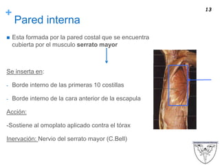 +
Pared interna
 Esta formada por la pared costal que se encuentra
cubierta por el musculo serrato mayor
Se inserta en:
- Borde interno de las primeras 10 costillas
- Borde interno de la cara anterior de la escapula
Acción:
-Sostiene al omoplato aplicado contra el tórax
Inervación: Nervio del serrato mayor (C.Bell)
13
 