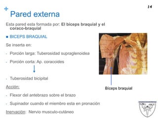 +
Pared externa
Esta pared esta formada por: El bíceps braquial y el
coraco-braquial
 BICEPS BRAQUIAL
Se inserta en:
- Porción larga: Tuberosidad supraglenoidea
- Porción corta: Ap. coracoides
- Tuberosidad bicipital
Acción:
- Flexor del antebrazo sobre el brazo
- Supinador cuando el miembro esta en pronación
Inervación: Nervio musculo-cutáneo
14
Bíceps braquial
 