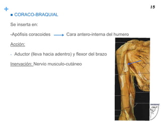 +
 CORACO-BRAQUIAL
Se inserta en:
-Apófisis coracoides Cara antero-interna del humero
Acción:
- Aductor (lleva hacia adentro) y flexor del brazo
Inervación: Nervio musculo-cutáneo
15
 