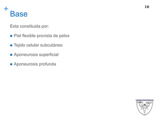 +
Base
Esta constituida por:
 Piel flexible provista de pelos
 Tejido celular subcutáneo
 Aponeurosis superficial
 Aponeurosis profunda
16
 