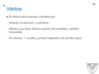 +
Vértice
 El vértice esta truncado y limitado por:
- Delante: la clavícula y subclavio
- Detrás y por fuera: Borde superior del omoplato y apófisis
coracoides
- Por dentro: 1° costilla y primera digitación del serrato mayor
17
 