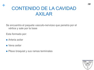 +
CONTENIDO DE LA CAVIDAD
AXILAR
Se encuentra el paquete vasculo-nervioso que penetra por el
vértice y sale por la base
Esta formado por:
 Arteria axilar
 Vena axilar
 Plexo braquial y sus ramas terminales
18
 