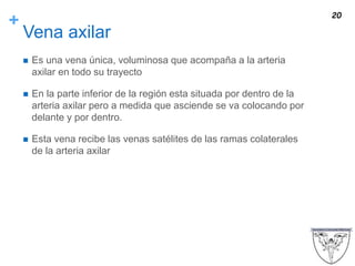 +
Vena axilar
 Es una vena única, voluminosa que acompaña a la arteria
axilar en todo su trayecto
 En la parte inferior de la región esta situada por dentro de la
arteria axilar pero a medida que asciende se va colocando por
delante y por dentro.
 Esta vena recibe las venas satélites de las ramas colaterales
de la arteria axilar
20
 