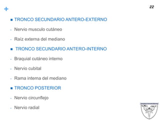 +
 TRONCO SECUNDARIO ANTERO-EXTERNO
- Nervio musculo cutáneo
- Raíz externa del mediano
 TRONCO SECUNDARIO ANTERO-INTERNO
- Braquial cutáneo interno
- Nervio cubital
- Rama interna del mediano
 TRONCO POSTERIOR
- Nervio circunflejo
- Nervio radial
22
 