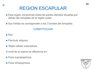 +
REGION ESCAPULAR
 Esta región comprende todas las partes blandas situadas por
detrás del omoplato de la región axilar
 Sus limites se corresponden a los 3 bordes del omoplato
CONSTITUCION
 Piel
 Panículo adiposo
 Tejido celular subcutáneo
A nivel de la espina se diferencia en:
 Fosa supraespinosa
 Fosa infraespinosa
23
 