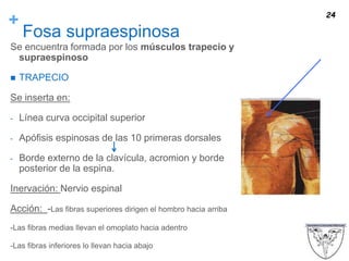 +
Fosa supraespinosa
Se encuentra formada por los músculos trapecio y
supraespinoso
 TRAPECIO
Se inserta en:
- Línea curva occipital superior
- Apófisis espinosas de las 10 primeras dorsales
- Borde externo de la clavícula, acromion y borde
posterior de la espina.
Inervación: Nervio espinal
Acción: -Las fibras superiores dirigen el hombro hacia arriba
-Las fibras medias llevan el omoplato hacia adentro
-Las fibras inferiores lo llevan hacia abajo
24
 