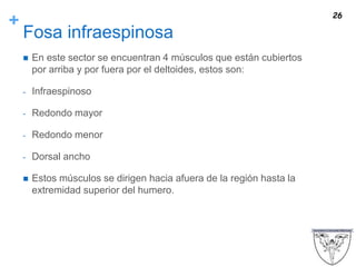 +
Fosa infraespinosa
 En este sector se encuentran 4 músculos que están cubiertos
por arriba y por fuera por el deltoides, estos son:
- Infraespinoso
- Redondo mayor
- Redondo menor
- Dorsal ancho
 Estos músculos se dirigen hacia afuera de la región hasta la
extremidad superior del humero.
26
 