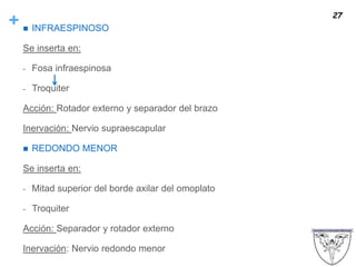 +  INFRAESPINOSO
Se inserta en:
- Fosa infraespinosa
- Troquiter
Acción: Rotador externo y separador del brazo
Inervación: Nervio supraescapular
 REDONDO MENOR
Se inserta en:
- Mitad superior del borde axilar del omoplato
- Troquiter
Acción: Separador y rotador externo
Inervación: Nervio redondo menor
27
 