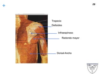 + 28
Trapecio
Deltoides
Infraespinoso
Redondo mayor
Dorsal Ancho
 