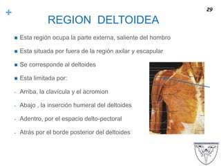 +
REGION DELTOIDEA
 Esta región ocupa la parte externa, saliente del hombro
 Esta situada por fuera de la región axilar y escapular
 Se corresponde al deltoides
 Esta limitada por:
- Arriba, la clavícula y el acromion
- Abajo , la inserción humeral del deltoides
- Adentro, por el espacio delto-pectoral
- Atrás por el borde posterior del deltoides
29
 