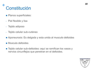 +
Constitución
 Planos superficiales:
- Piel flexible y lisa
- Tejido adiposo
- Tejido celular sub-cutáneo
 Aponeurosis: Es delgada y esta unida al musculo deltoides
 Musculo deltoides
 Tejido celular sub-deltoideo: aquí se ramifican los vasos y
nervios circunflejos que penetran en el deltoides.
30
 