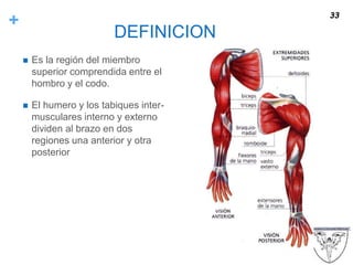 +
DEFINICION
 Es la región del miembro
superior comprendida entre el
hombro y el codo.
 El humero y los tabiques inter-
musculares interno y externo
dividen al brazo en dos
regiones una anterior y otra
posterior
33
 