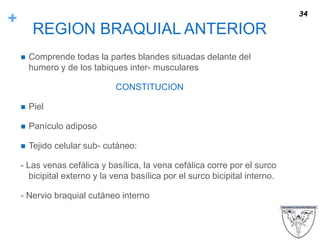 +
REGION BRAQUIAL ANTERIOR
 Comprende todas la partes blandes situadas delante del
humero y de los tabiques inter- musculares
CONSTITUCION
 Piel
 Panículo adiposo
 Tejido celular sub- cutáneo:
- Las venas cefálica y basílica, la vena cefálica corre por el surco
bicipital externo y la vena basílica por el surco bicipital interno.
- Nervio braquial cutáneo interno
34
 