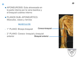 +
 APONEUROSIS: Esta atravesada en
la parte interna por la vena basílica y
el braquial cutáneo interno
 PLANOS SUB- APONEURTICO.
Músculos, vasos y nervios
MUSCULOS
- 1° PLANO: Bíceps braquial
- 2° PLANO: Coraco- braquial y braquial
anterior
35
Coraco-braquial
Braquial anterior
 