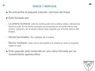 + VASOS Y NERVIOS
 Se encuentra el paquete vasculo- nervioso del brazo
 Esta formado por:
- La arteria humeral: esta es continuación de la arteria axilar y desciende
hacia el codo. En su sector posterior se encuentra en el borde interno del
coraco- braquial y en el sector inferior esta cubierta por el borde interno del
bíceps.
- Venas humerales: Son satélites de la arteria
- Nervio mediano: Este nervio acompaña a la arteria en todo su trayecto
hasta el codo
 Este paquete esta contenido en una vaina formada por un
revestimiento aponeurótico
36
 