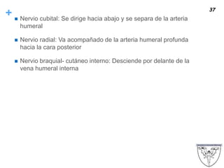 +  Nervio cubital: Se dirige hacia abajo y se separa de la arteria
humeral
 Nervio radial: Va acompañado de la arteria humeral profunda
hacia la cara posterior
 Nervio braquial- cutáneo interno: Desciende por delante de la
vena humeral interna
37
 