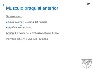+
Musculo braquial anterior
Se inserta en:
 Cara interna y externa del humero
 Apófisis coronoides
Acción: Es flexor del antebrazo sobre el brazo
Inervación: Nervio Musculo- cutáneo
39
 