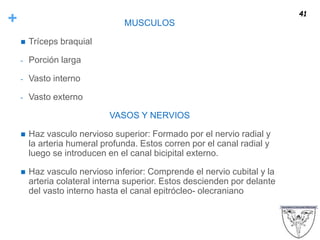 + MUSCULOS
 Tríceps braquial
- Porción larga
- Vasto interno
- Vasto externo
VASOS Y NERVIOS
 Haz vasculo nervioso superior: Formado por el nervio radial y
la arteria humeral profunda. Estos corren por el canal radial y
luego se introducen en el canal bicipital externo.
 Haz vasculo nervioso inferior: Comprende el nervio cubital y la
arteria colateral interna superior. Estos descienden por delante
del vasto interno hasta el canal epitrócleo- olecraniano
41
 