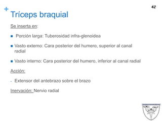 +
Tríceps braquial
Se inserta en:
 Porción larga: Tuberosidad infra-glenoidea
 Vasto externo: Cara posterior del humero, superior al canal
radial
 Vasto interno: Cara posterior del humero, inferior al canal radial
Acción:
- Extensor del antebrazo sobre el brazo
Inervación: Nervio radial
42
 