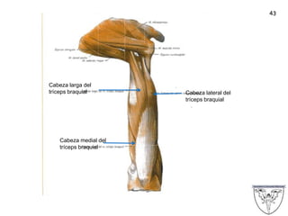 43
Cabeza larga del
tríceps braquial
Cabeza medial del
tríceps braquial
Cabeza lateral del
tríceps braquial
 