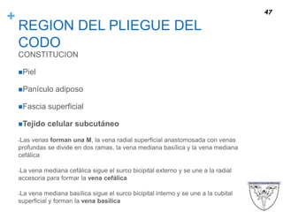 +
REGION DEL PLIEGUE DEL
CODO
CONSTITUCION
Piel
Panículo adiposo
Fascia superficial
Tejido celular subcutáneo
-Las venas forman una M, la vena radial superficial anastomosada con venas
profundas se divide en dos ramas, la vena mediana basílica y la vena mediana
cefálica
-La vena mediana cefálica sigue el surco bicipital externo y se une a la radial
accesoria para formar la vena cefálica
-La vena mediana basílica sigue el surco bicipital interno y se une a la cubital
superficial y forman la vena basílica
47
 