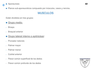 +  Aponeurosis
 Planos sub-aponeuroticos compuesto por músculos, vasos y nervios.
MUSCULOS
Están divididos en tres grupos:
 Grupo medio:
- Bíceps
- Braquial anterior
 Grupo lateral interno o epitróclear:
- Pronador redondo
- Palmar mayor
- Palmar menor
- Cubital anterior
- Flexor común superficial de los dedos
- Flexor común profundo de los dedos
49
 