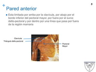+
Pared anterior
 Esta limitada por arriba por la clavícula, por abajo por el
borde inferior del pectoral mayor, por fuera por el surco
delto-pectoral y por dentro por una línea que pasa por fuera
de la región mamaria
5
Clavícula
Triángulo delto-pectoral
Pectoral
Mayor
 