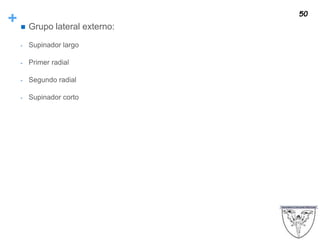 +  Grupo lateral externo:
- Supinador largo
- Primer radial
- Segundo radial
- Supinador corto
50
 