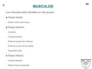 + MUSCULOS
Los músculos están divididos en tres grupos:
 Grupo medio:
- Sector inferior del tríceps
 Grupo externo:
- Ancóneo
- Cubital posterior
- Extensor propio del meñique
- Extensor común de los dedos
- Supinador corto
 Grupo interno:
- Cubital anterior
- Flexor común profundo
53
 