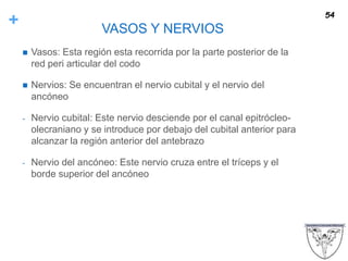 + VASOS Y NERVIOS
 Vasos: Esta región esta recorrida por la parte posterior de la
red peri articular del codo
 Nervios: Se encuentran el nervio cubital y el nervio del
ancóneo
- Nervio cubital: Este nervio desciende por el canal epitrócleo-
olecraniano y se introduce por debajo del cubital anterior para
alcanzar la región anterior del antebrazo
- Nervio del ancóneo: Este nervio cruza entre el tríceps y el
borde superior del ancóneo
54
 