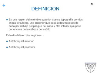 +
DEFINICION
 Es una región del miembro superior que se topografía por dos
líneas circulares, una superior que pasa a dos traveses de
dedo por debajo del pliegue del codo y otra inferior que pasa
por encima de la cabeza del cubito
Esta dividido en dos regiones:
 Antebraquial anterior
 Antebraquial posterior
56
 